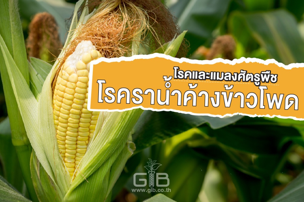 เตือนการเฝ้าระวัง