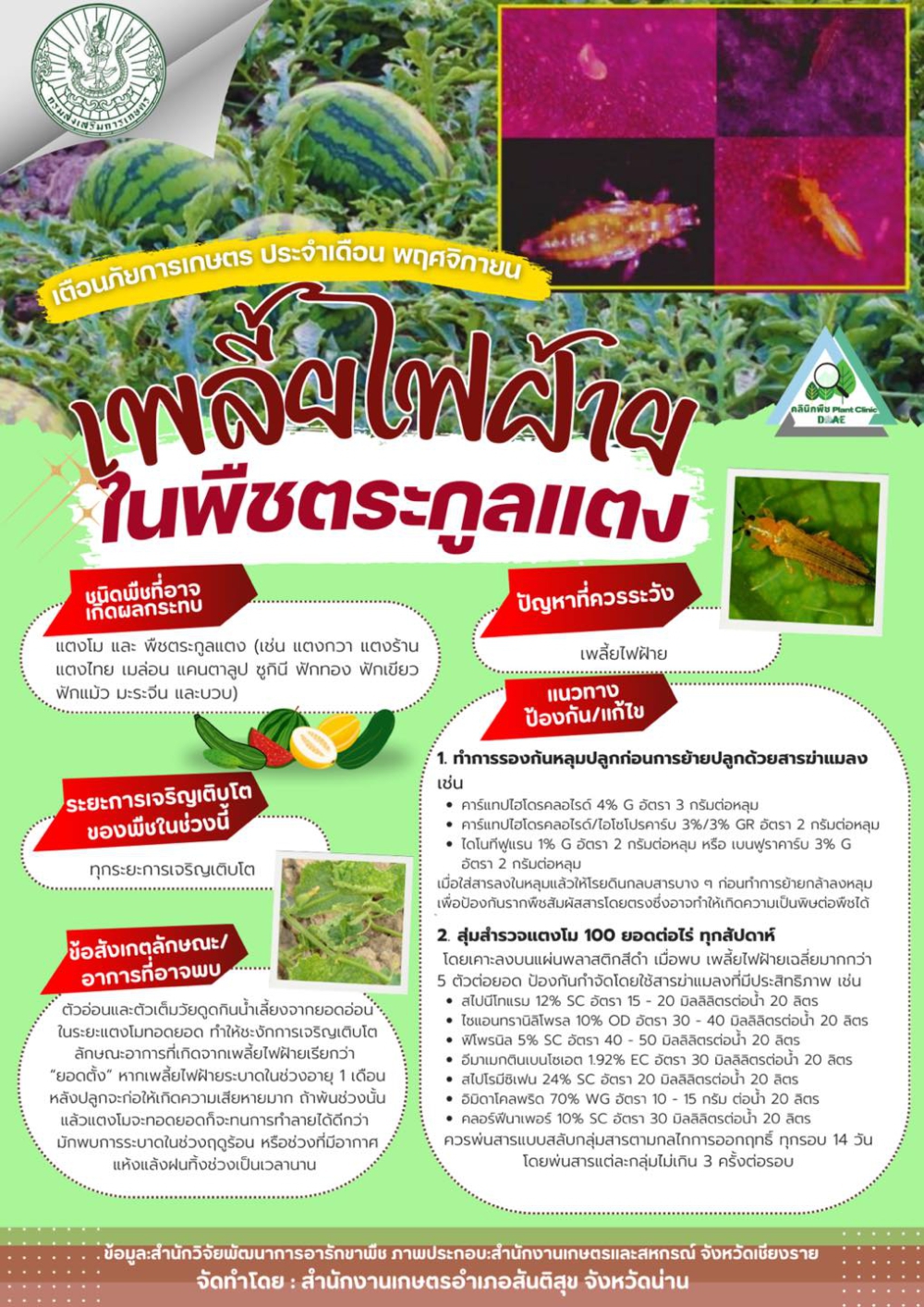 เตือนภัยการเกษตร เพลี้ยไฟฝ้ายในพืชตระกูลแตง