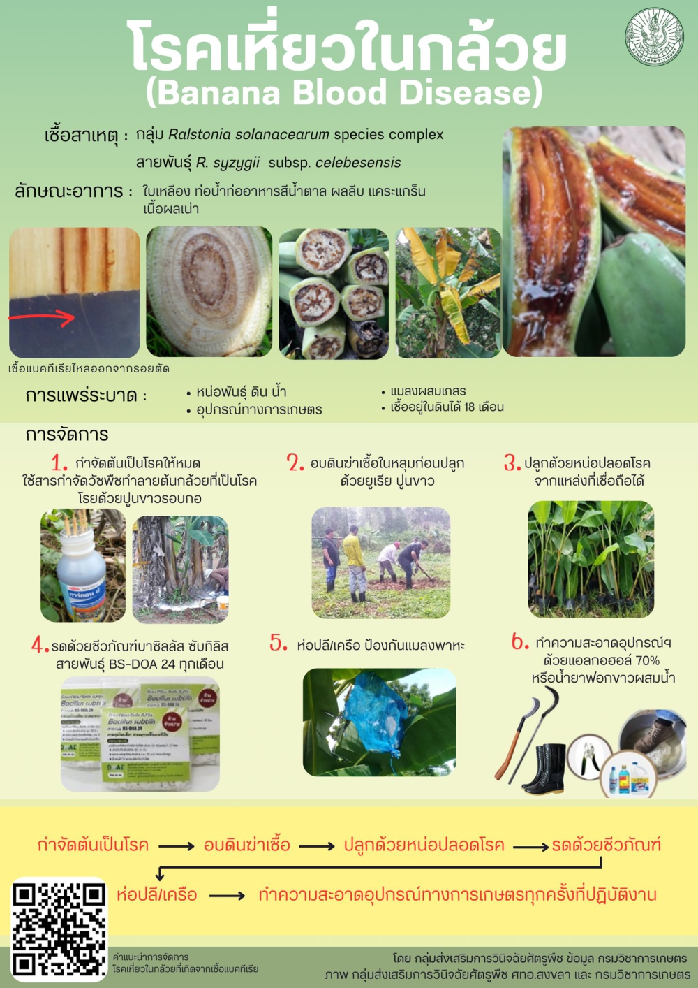 เตือนการระบาดโรคเหี่ยวในกล้วยหิน