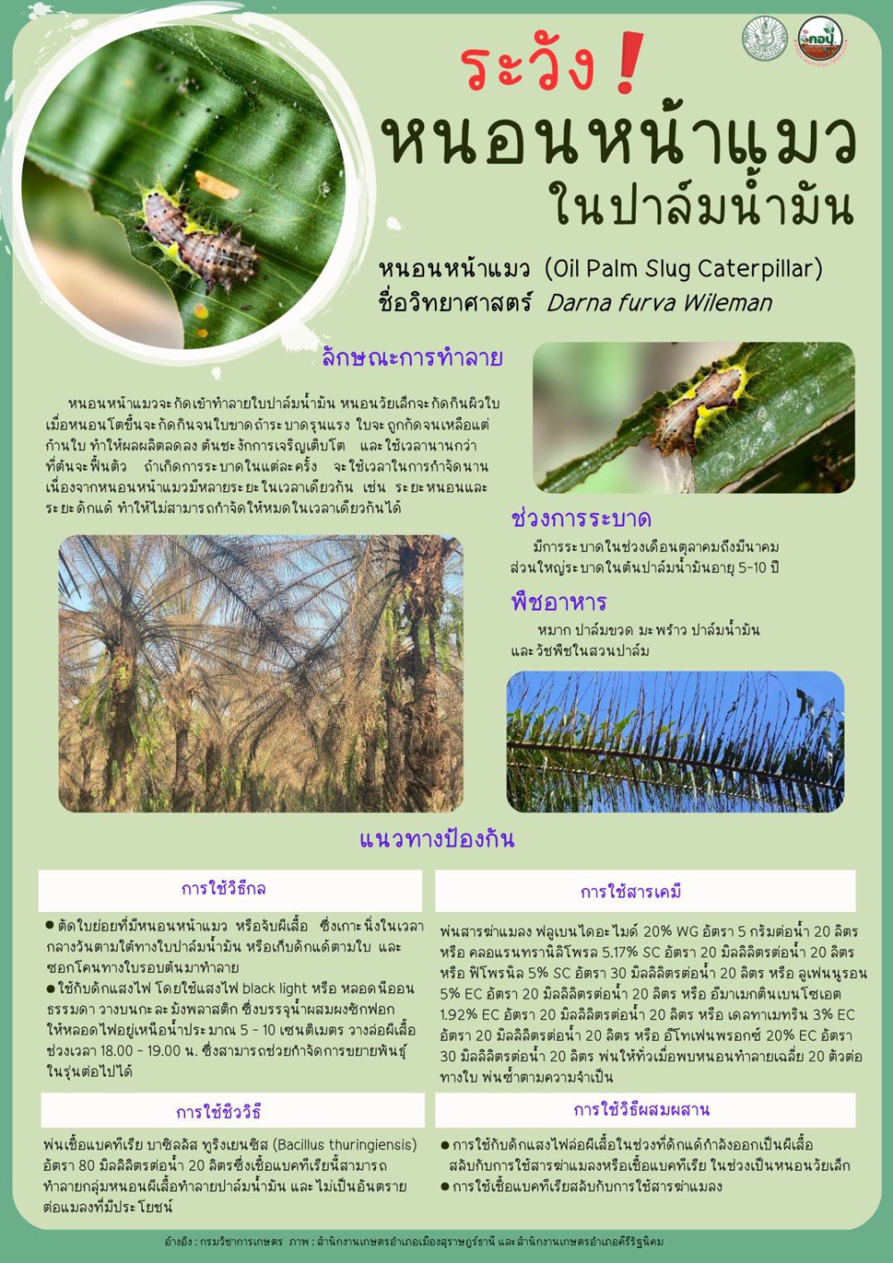 ระวัง หนอนหน้าแมวในปาล์มน้ำมัน