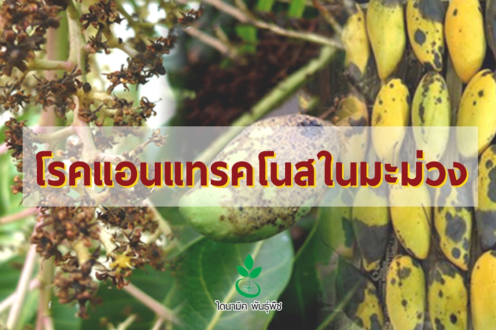 เตือนการเฝ้าระวัง