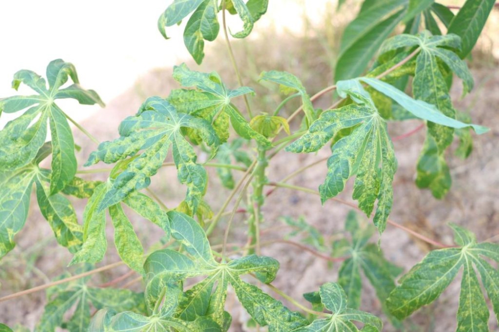 ศัตรูพืชระบาด 26 มีนาคม 2568