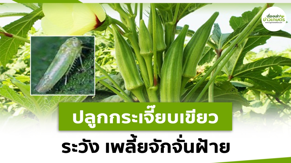 เตือนการเฝ้าระวัง