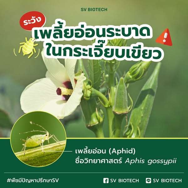 เตือนการเฝ้าระวัง