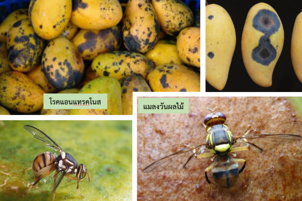 เตือนการเฝ้าระวัง
