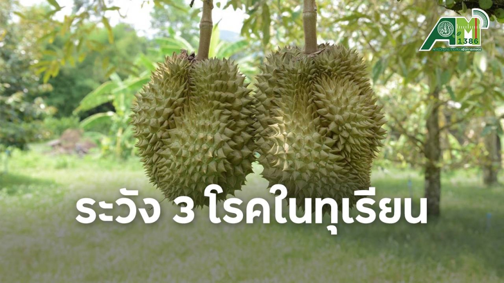 เตือนการเฝ้าระวัง 3 โรคทุเรียน ประจำเดือน เมษายน 2568