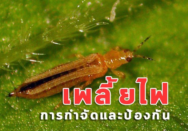 เตือนภัยเกษตร วันที่ 16-29 เมษายน 2568