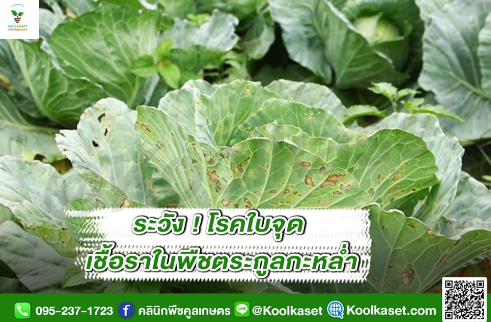 เตือนการเฝ้าระวัง