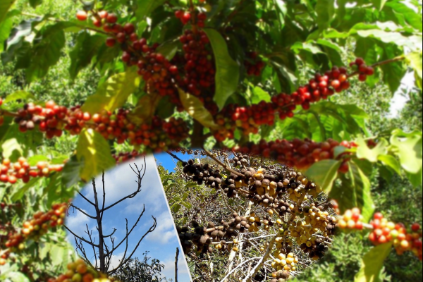 เตือนการเฝ้าระวัง