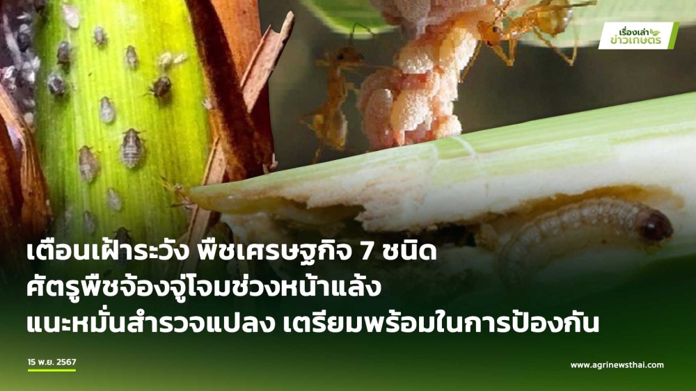 เตือนการเฝ้าระวังพืชเศรษฐกิจ