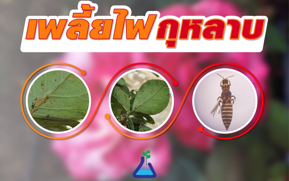 เตือนการเฝ้าระวัง