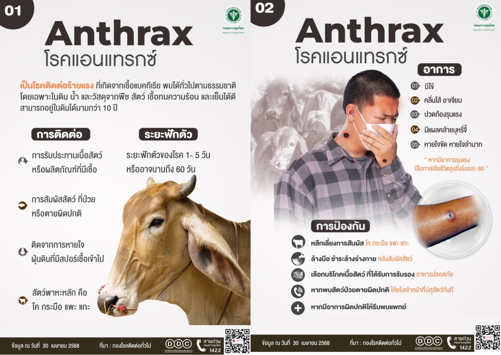 เตือนระวังโรคแอนแทรกซ์ (Anthrax)