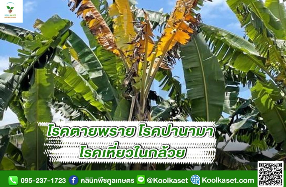 เตือนการเฝ้าระวัง