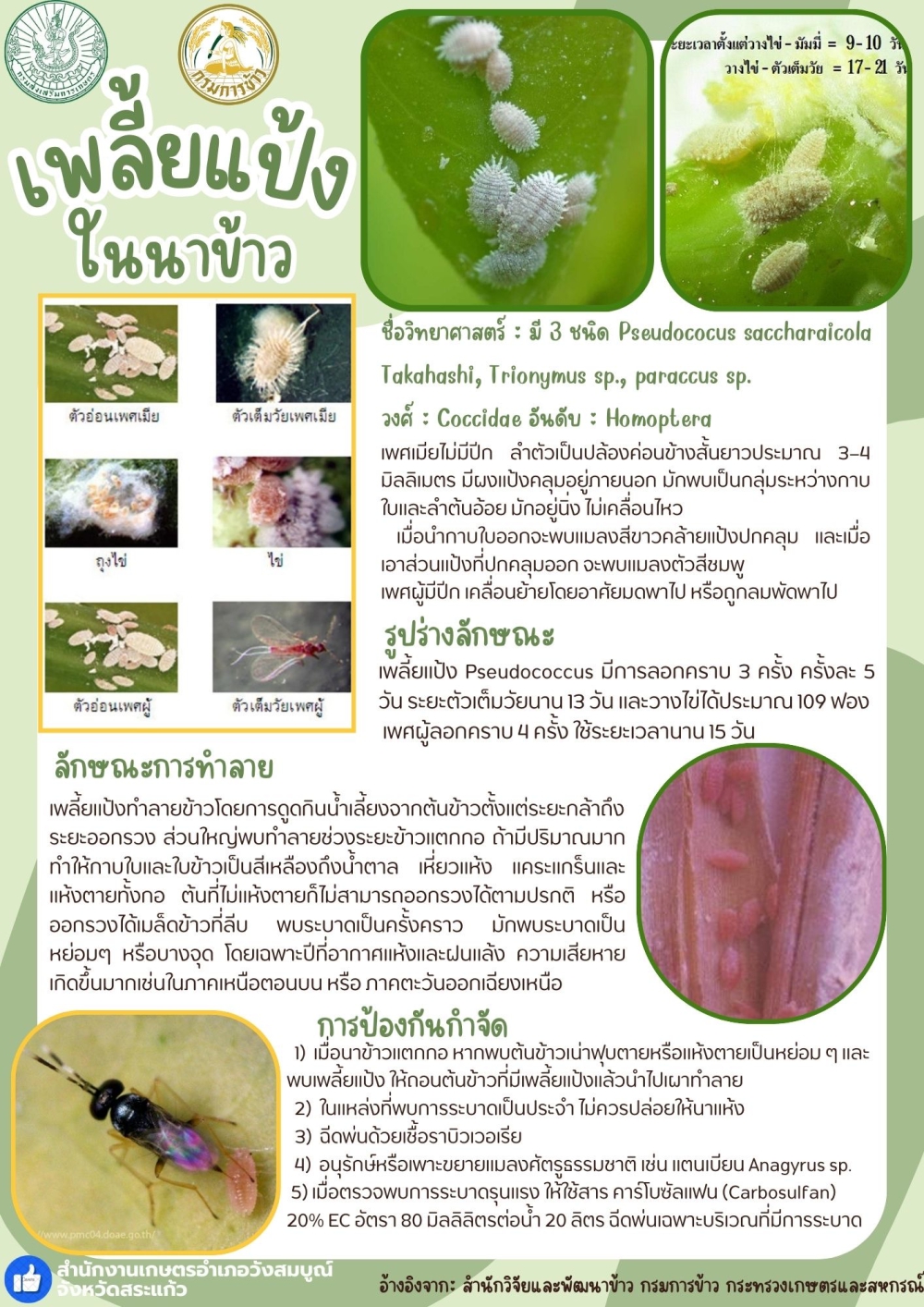 เพลี้ยแป้งในนาข้าว