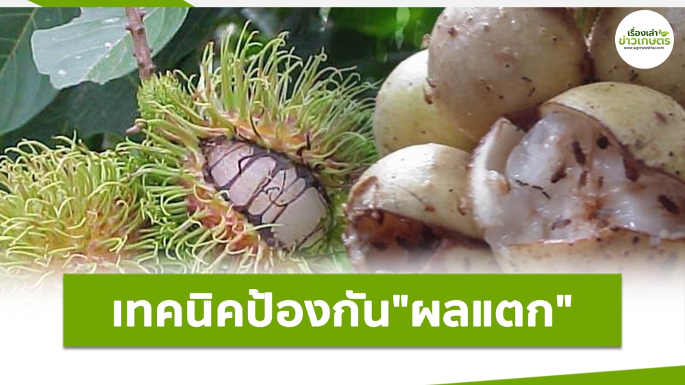 เตือนการเฝ้าระวัง ผลแตกของผลไม้ ประจำเดือน พฤษภาคม 2568