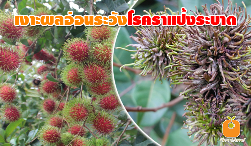 เตือนการเฝ้าระวัง