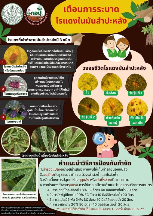 เตือน ‼️‼️‼️ การระบาดไรแดงในมันสำปะหลัง