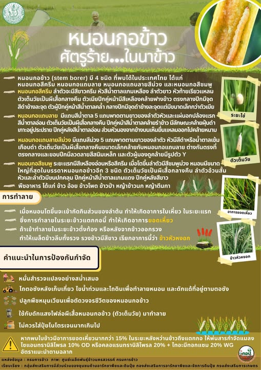 หนอนกอข้าว... ศัตรูร้ายใน นาข้าว
