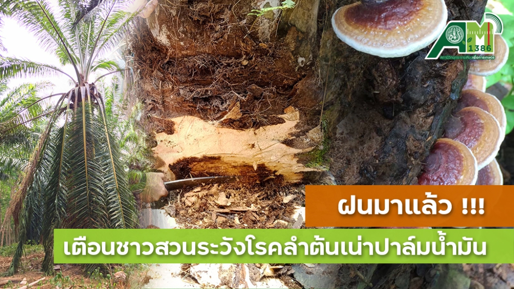 เตือนการเฝ้าระวัง