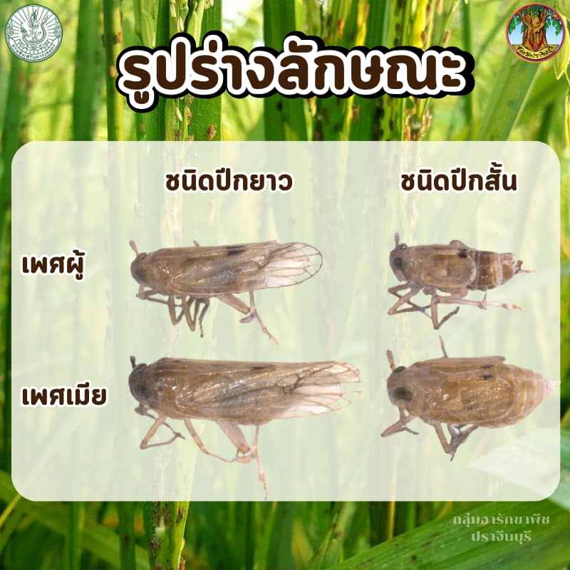 เตือนการเฝ้าระวัง