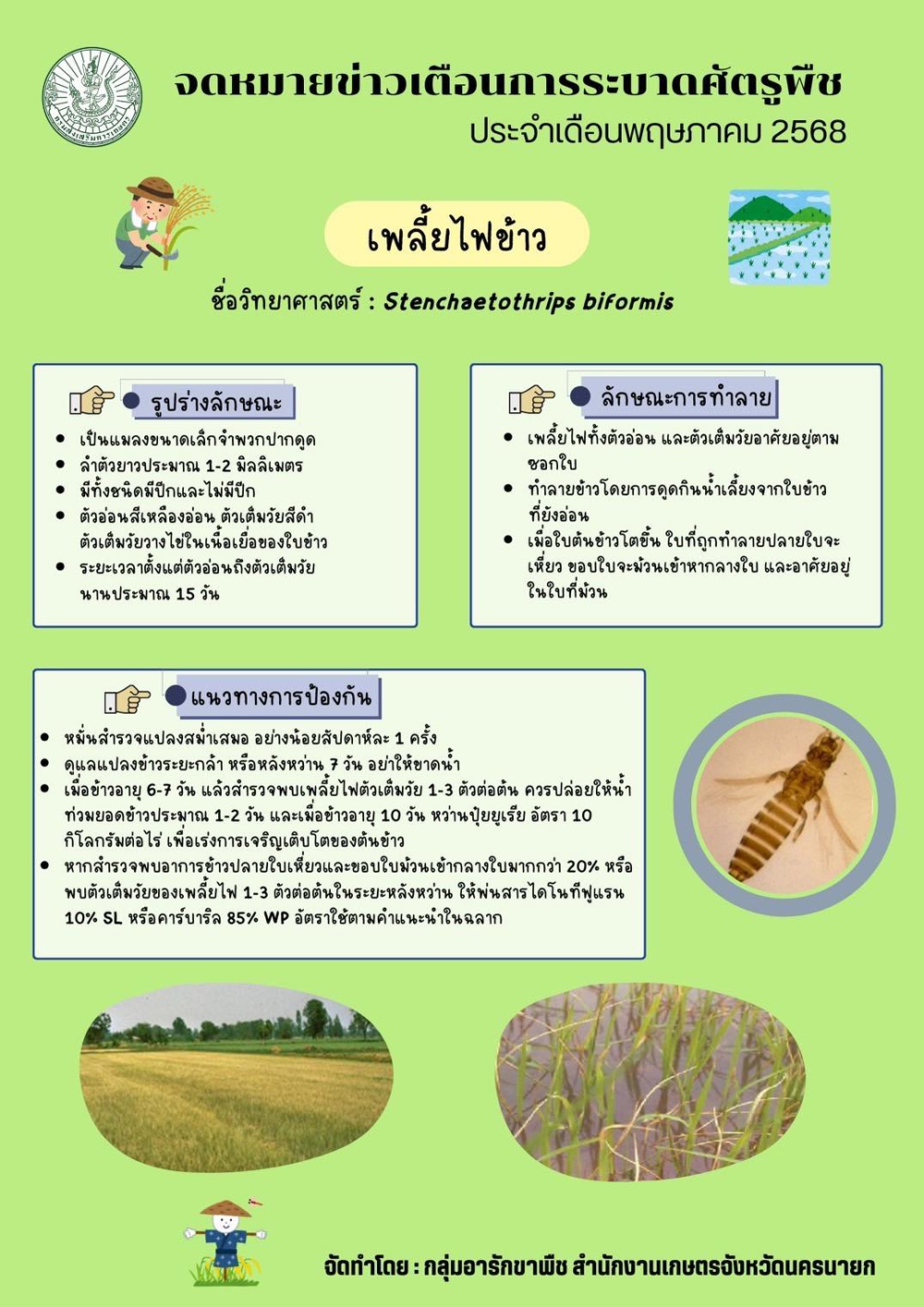 เตือนภัยเกษตรกร! ระวัง “เพลี้ยไฟข้าว”