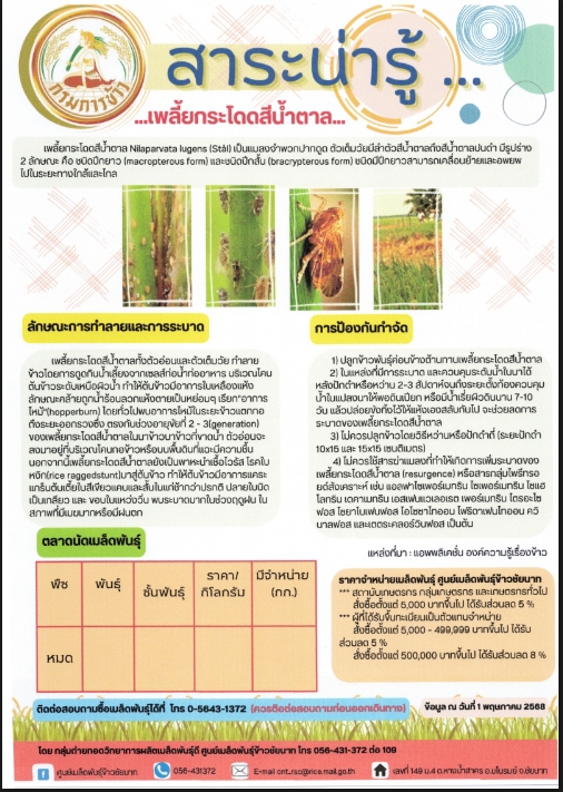 เพลี้ยกระโดดสีน้ำตาล.