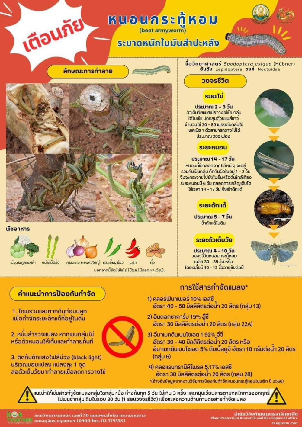 ระวังหนอนกระทู้หอมบุกไร่มันสำปะหลัง