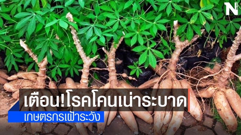 เตือนเกษตรกรเฝ้าระวัง