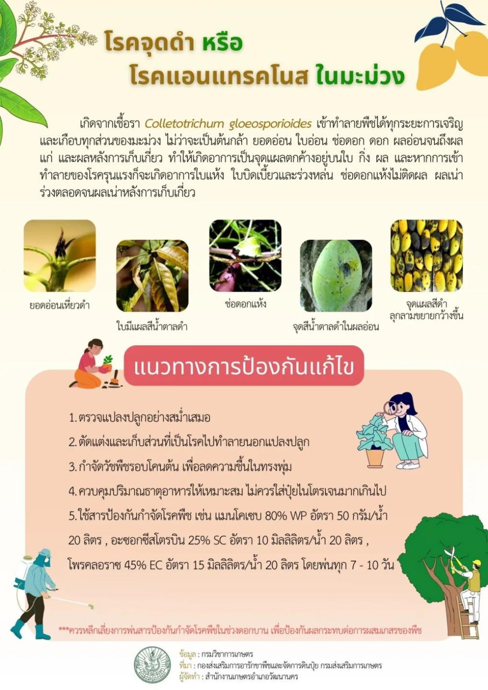 โรคจุดดำ หรือ โรคแอนแทรคโนสในมะม่วง