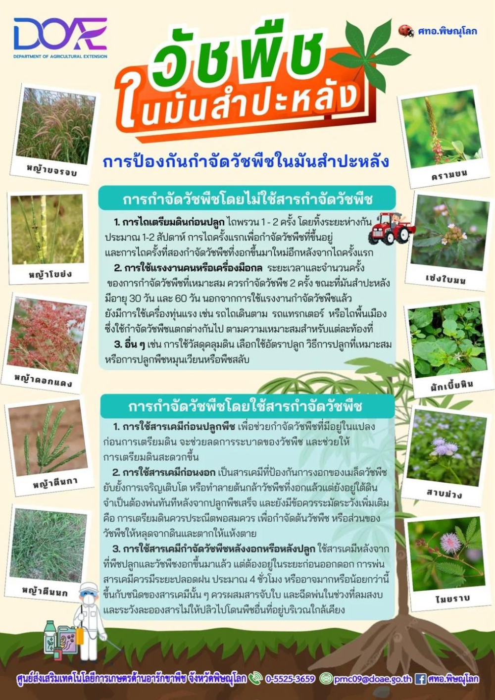 วัชพืชใบมันสำปะหลัง  การป้องกันวัชพืชใบมันสำปะหลัง