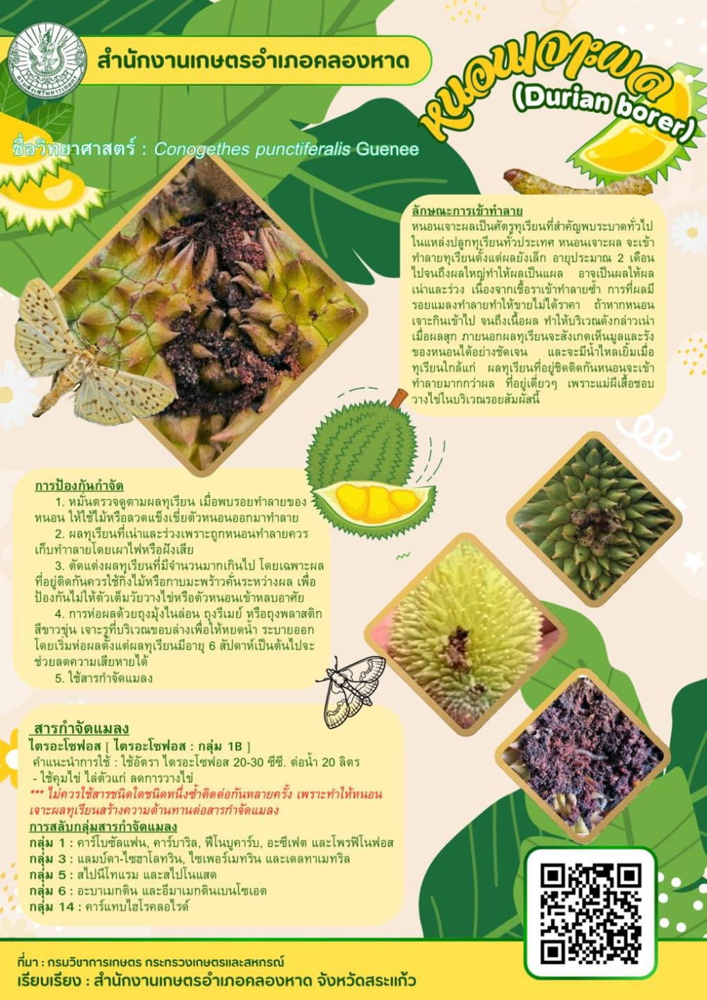 หนอนเจาะผลทุเรียน