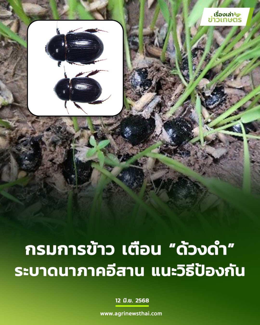 กรมการข้าวเตือนด้วงดำระบาดนาภาคอีสาน