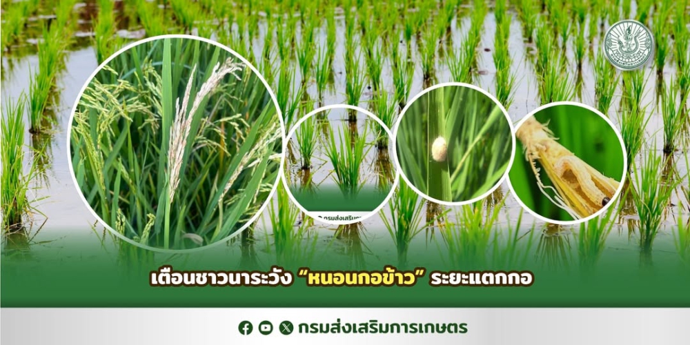 เตือนเกษตรกรเฝ้าระวังหนอนกอข้าว
