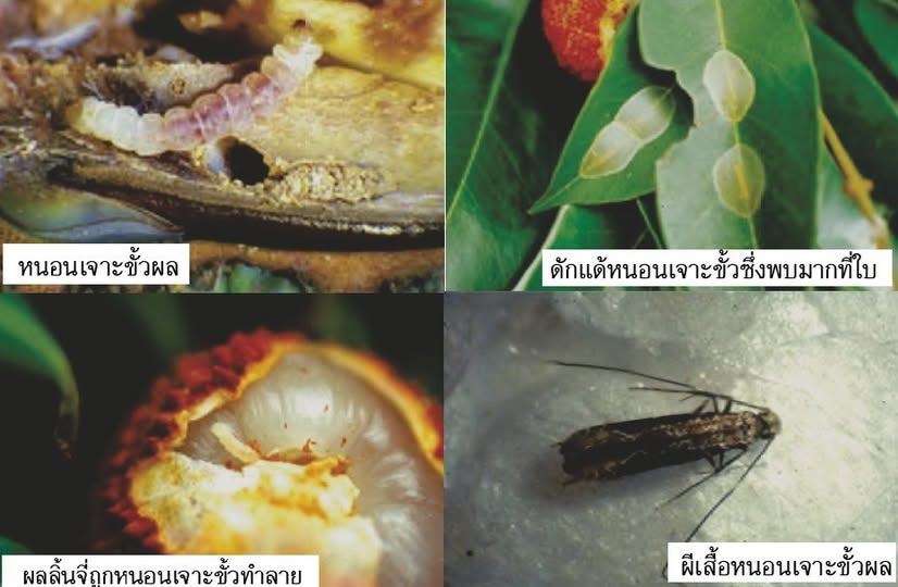ระวัง หนอนเจาะขั้วผล ในลิ้นจี่