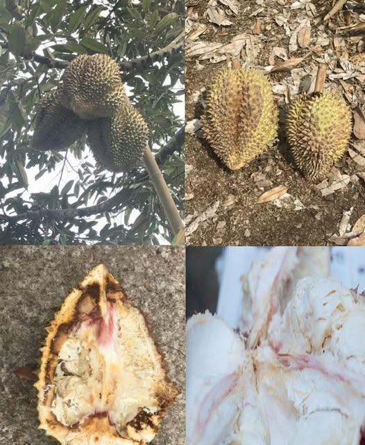 ระวังโรคผลเน่า(เชื้อราPhytophthorapalmivora)เชื้อรา