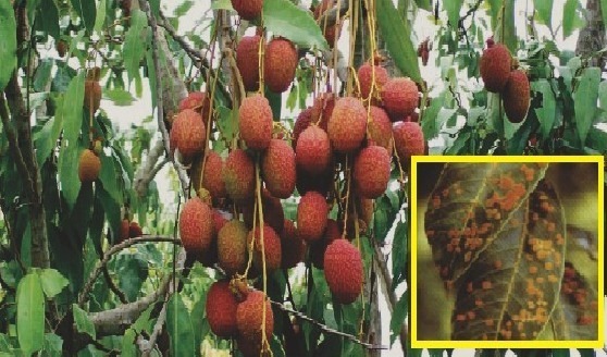 ระวัง โรคใบจุดสนิมหรือจุดสาหร่าย ในลิ้นจี่