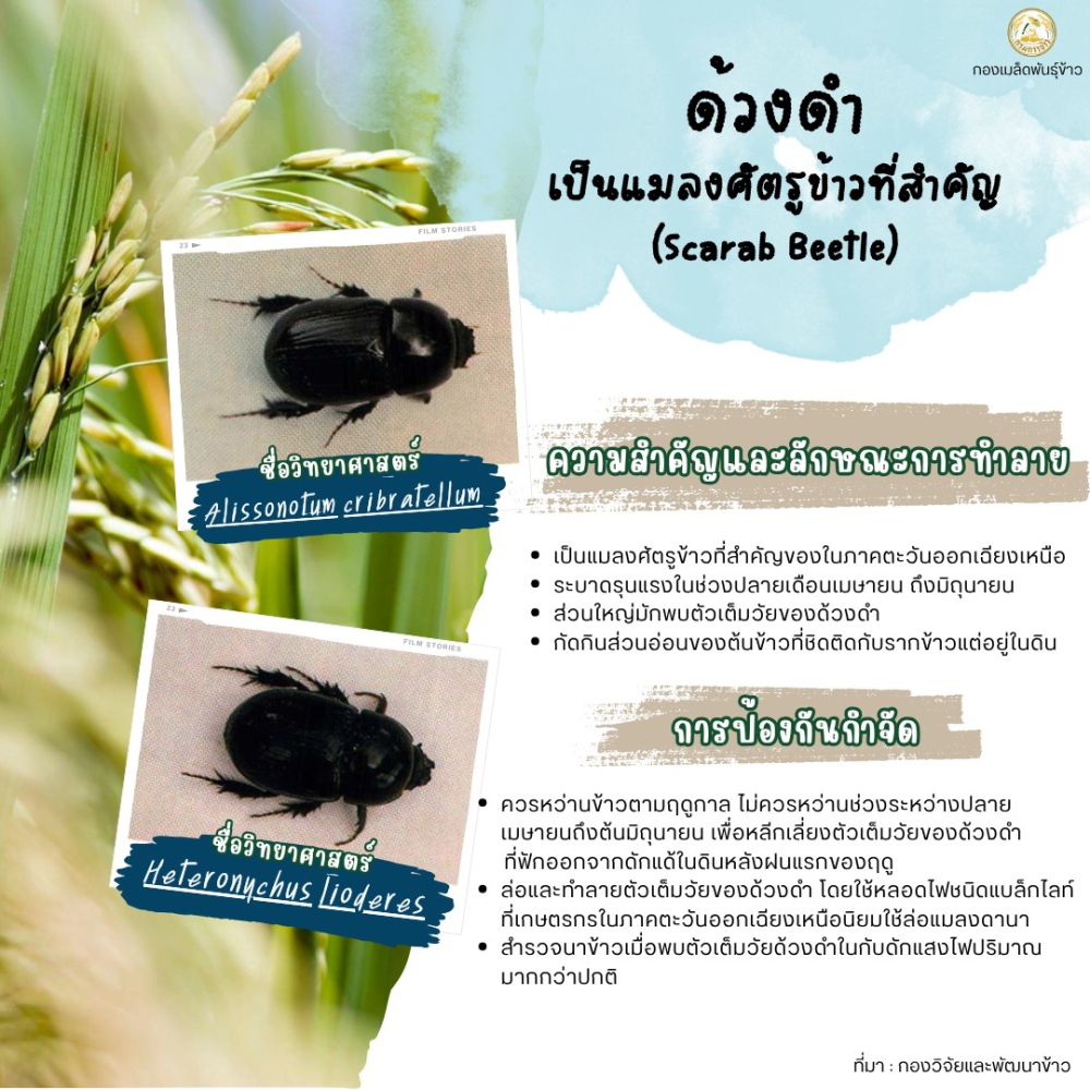 ระวัง ด้วงดำในนาข้าว