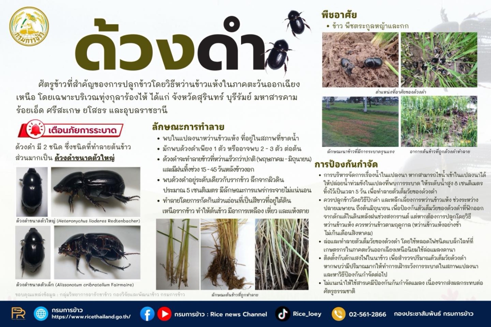 การระบาดด้วงดำ