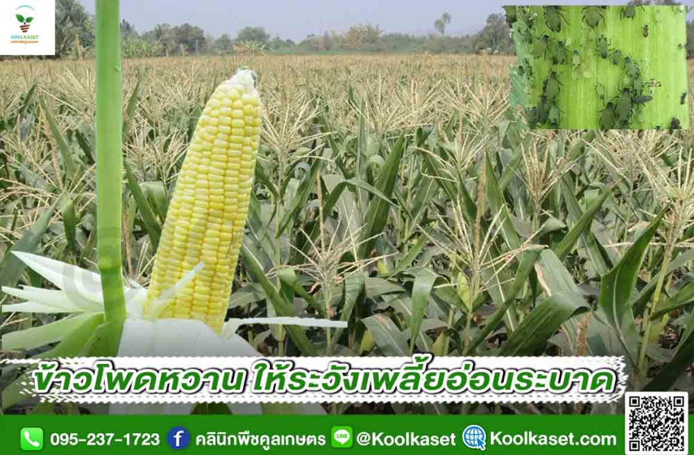 เตือนการเฝ้าระวัง