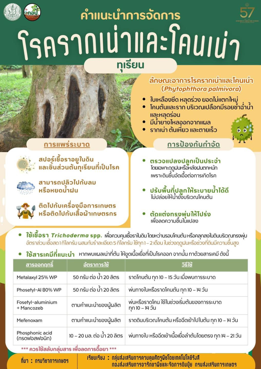 คำแนะนำโรครากเน่า โคนเน่าในทุเรียน
