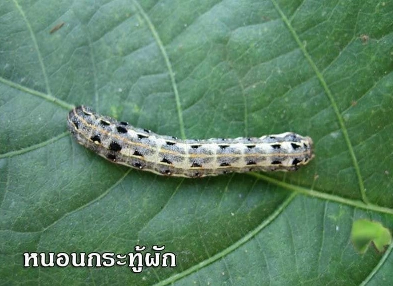 ระวัง หนอนกระทู้ผัก ในพืชตระกูลกะหล่ำ