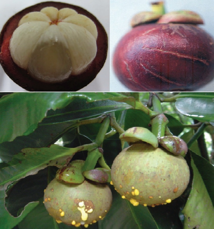 ระวัง อาการเนื้อแก้วและยางไหล ในมังคุด