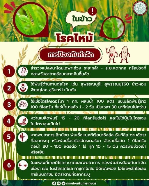 การกำจัดโรคไหม้ในข้าว