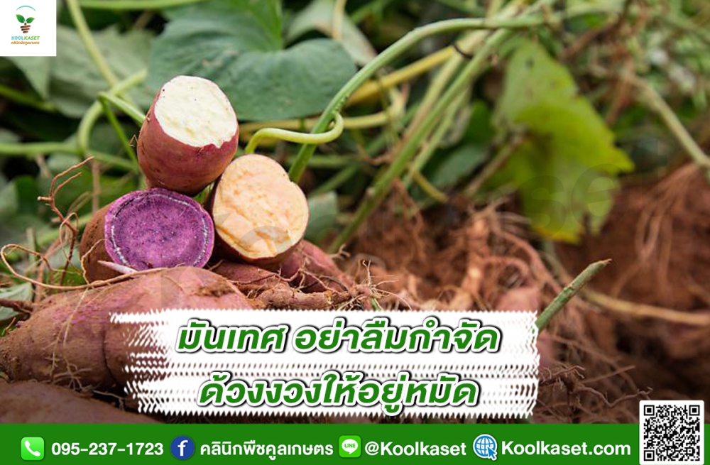 เตือนการเฝ้าระวัง