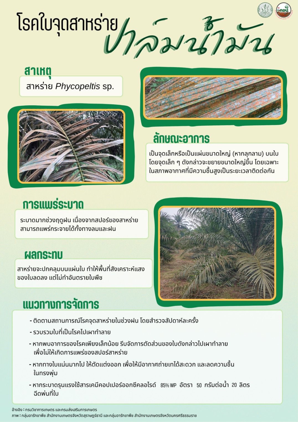 โรคใบจุดสาหร่าย ปาล็มน้ำมัน