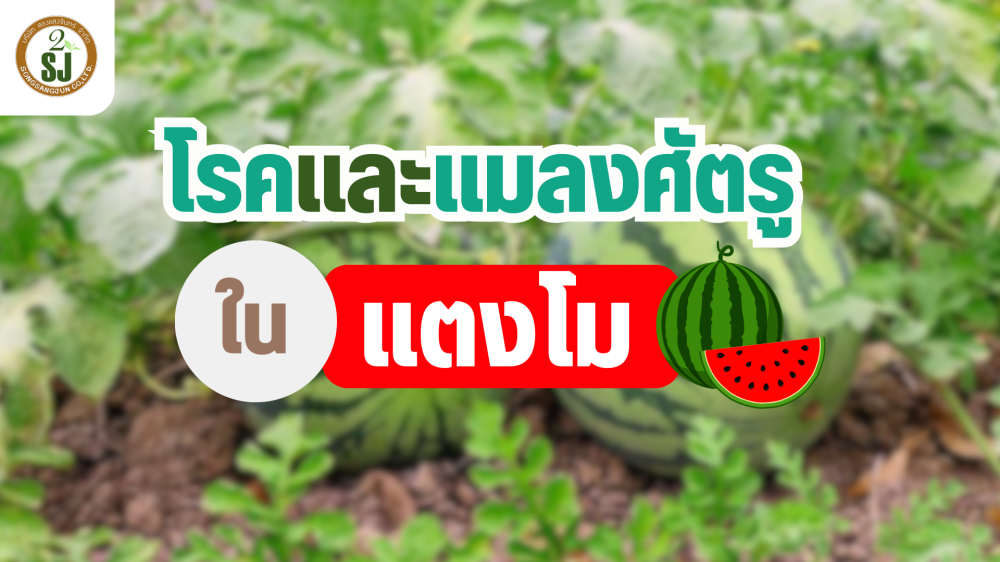 เตือนการเฝ้าระวัง