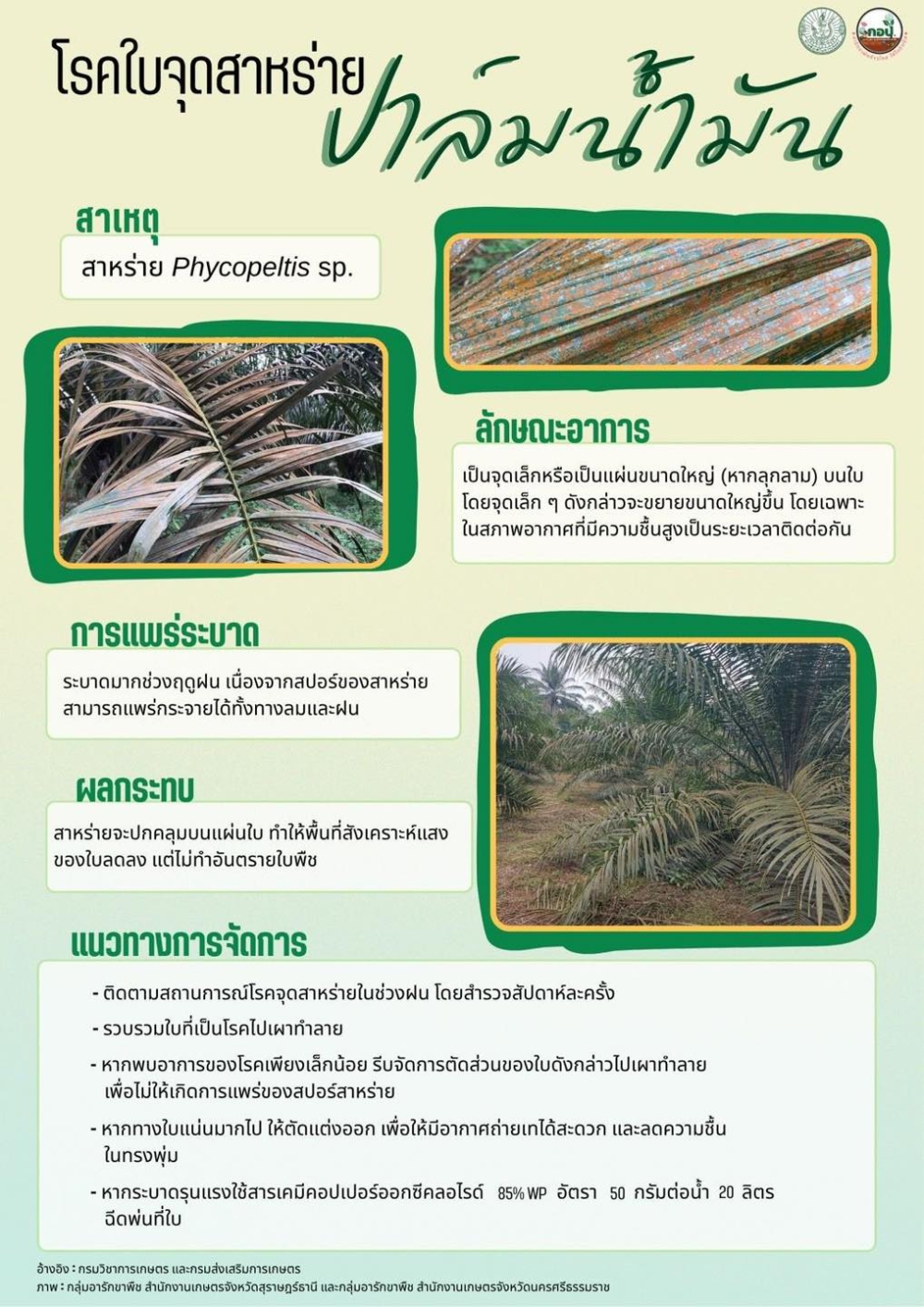 โรคใบจุดสาหร่ายในปาล์มน้ำมัน
