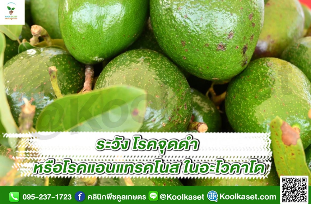 เตือนการเฝ้าระวัง