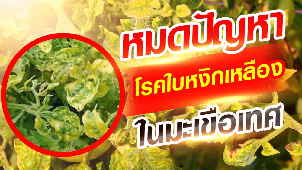 โรคใบหงิกเหลือง ในมะเขือเทศ ประจำเดือน สิงหาคม 2568