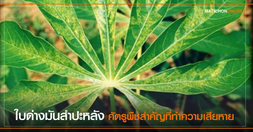 เตือนการเฝ้าระวัง